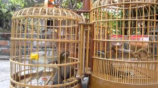 Hết chim trống, Chim mái đánh nhau.