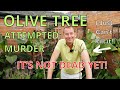 Olive tree extreme pruning  olive tree care