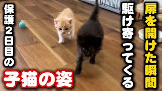 人間に捨てられても人間の姿を見ると駆け寄ってくる子猫