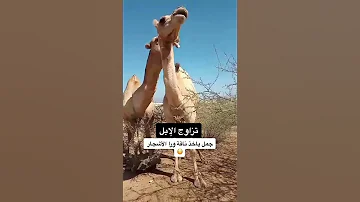 تزاوج الابل 