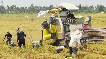 CẢNH ANH EM BẮT CHUỘT THEO MÁY CẮT LÚA WD102PRÔ CHỤP LOẠN XẠ LUÔN