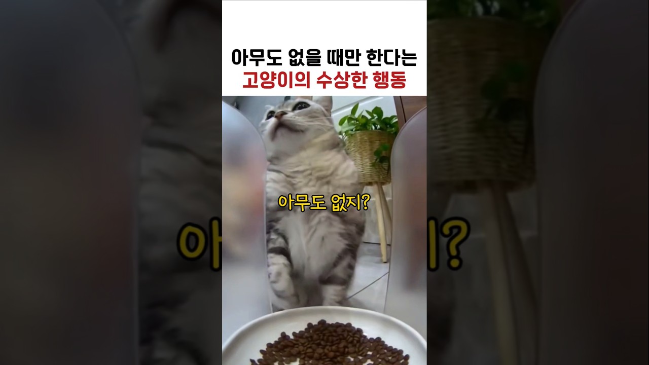 아무도 없을 때만 한다는 고양이의 수상한 행동