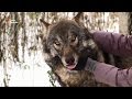 Довіра. Білоруська активістка доглядає за осиротілими вовками