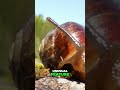 Snails Have Thousands of Teeth? Mind-Blowing Fact! #shorts