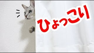名前を呼ぶとカーテンからひょっこり顔を出す猫