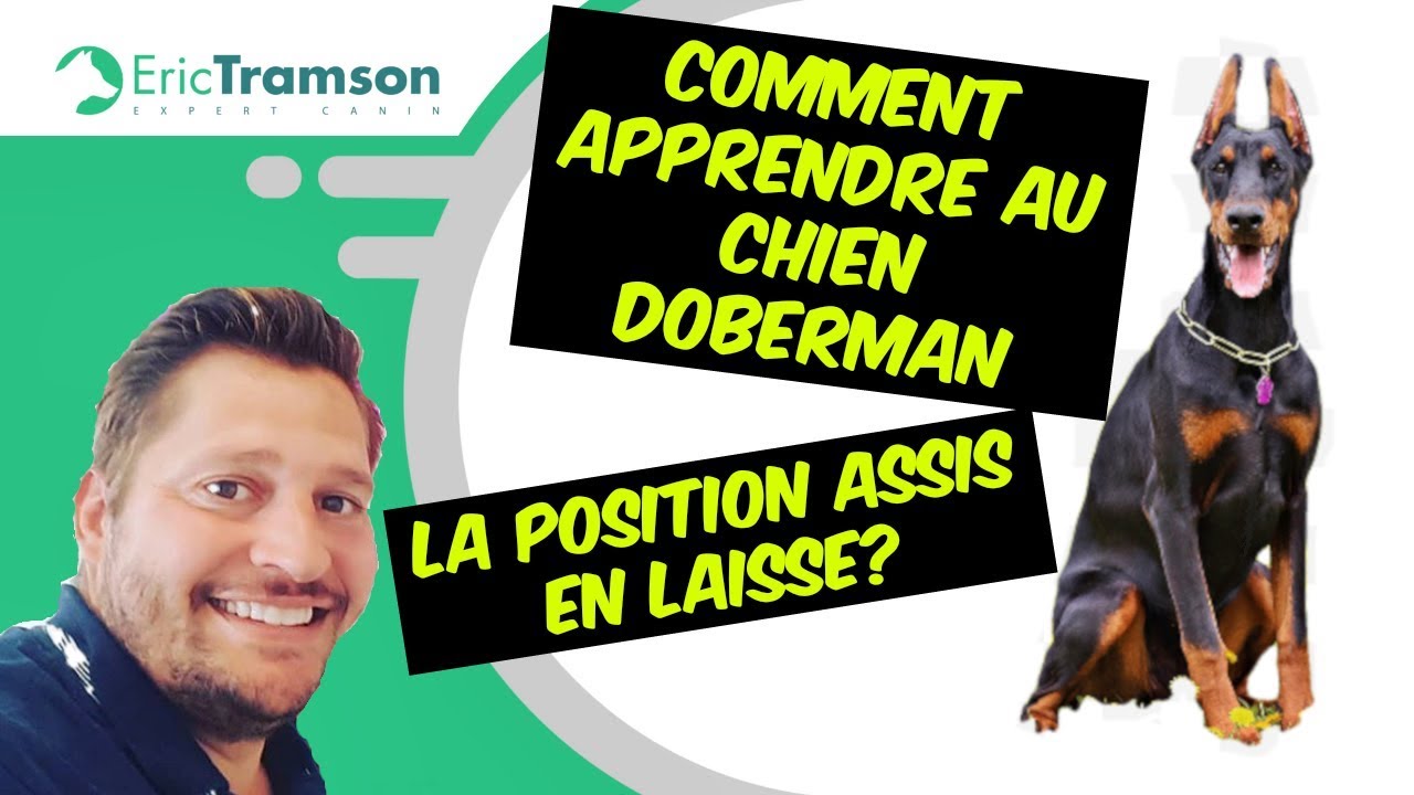 COMMENT APPRENDRE AU CHIEN DOBERMAN LA POSITION ASSIS EN LAISSE? - YouTube