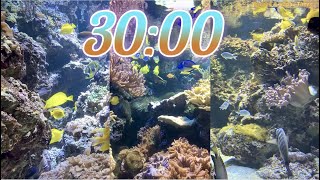 30 Minute Aquarium Timer/Countdown With Relaxing Music 🐟🐠|Cuenta Regresiva de 30 Minutos con Música.