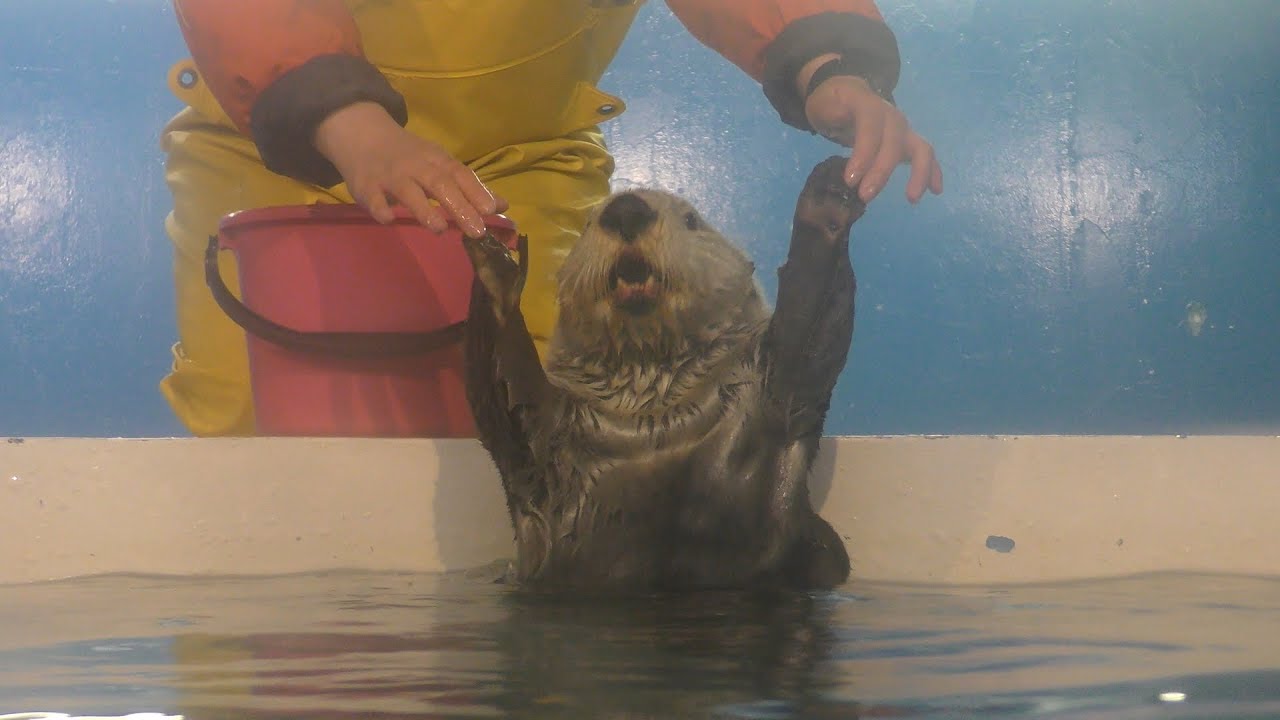 ラッコ (アドベンチャーワールド) 2018年12月25日