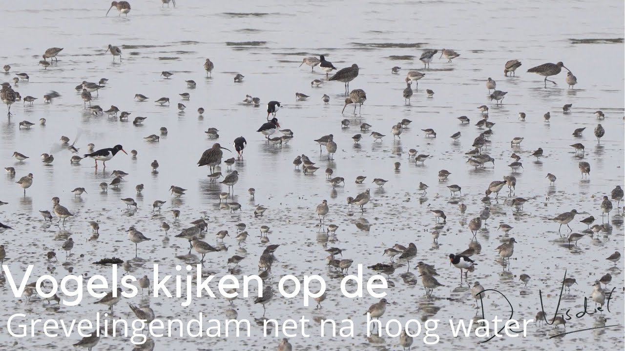 Duizenden wadvogels op de Grevelingendam net na hoog water #1653