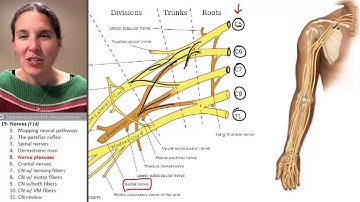 Nerves 5. Nerve plexuses.