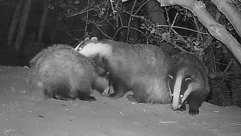 New Forest Explorers Guide - Bonny, bouncing, baby badgers in close up