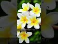 আমি কখনো হারি না 🌼