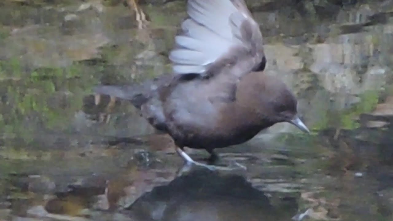 渓流の忍者 カワガラスの子育て 奮戦記 3 (2021) Brown Dipper breeding in mountain streams
