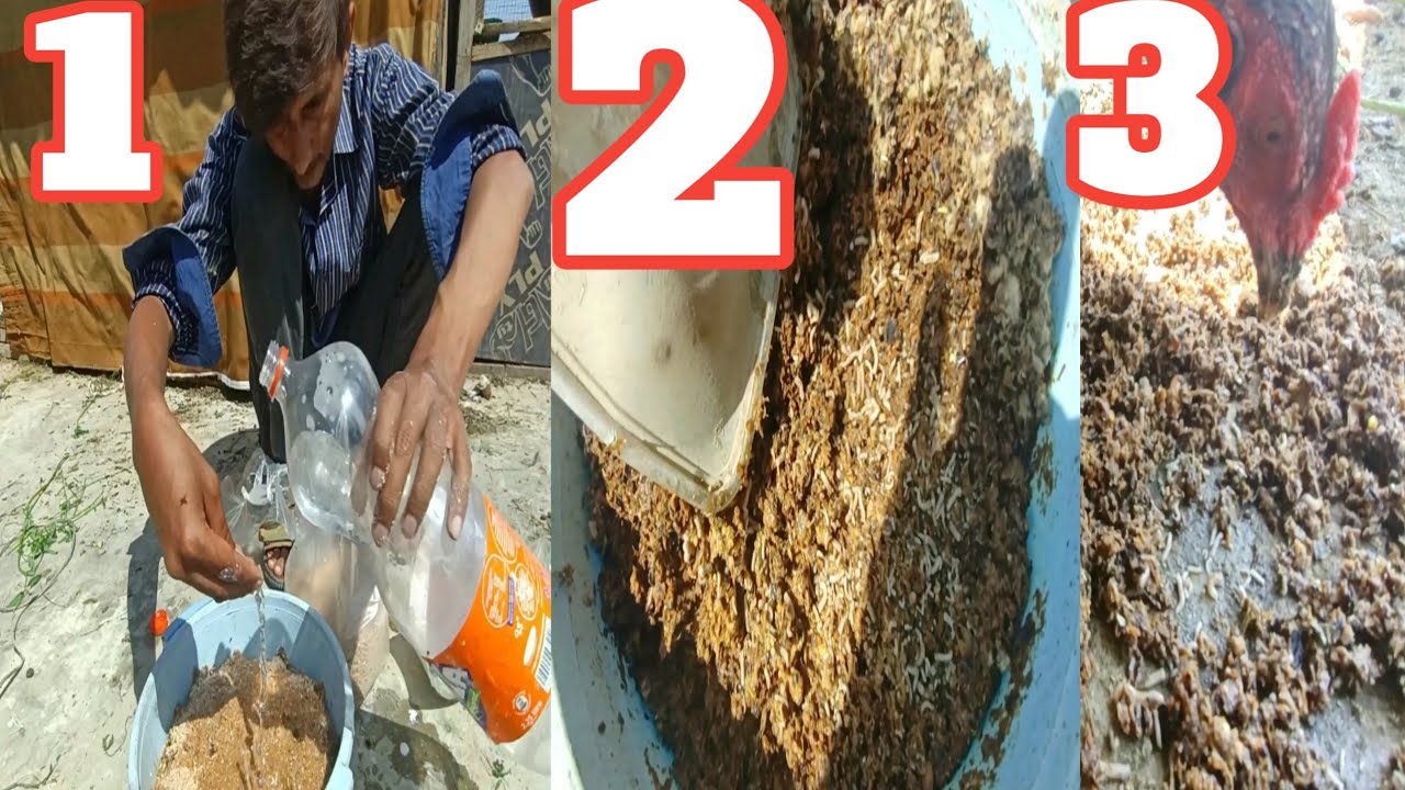 How to Raise Insects At home|live food for chicks in sumer|live feed for chicks