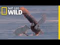 Why is this arctic fox dancing with a snowy owl  nat geo wild