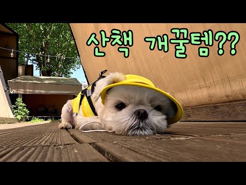강아지 산책의 개꿀템 공개!! 핫한 애견용품으로 가벼워진 외출!! an automatic lead rope for walking a dog walking