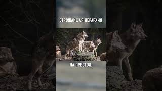 Как ВСЕ УСТРОЕНО В Волчьей Стае #shorts