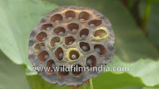 Trypophobia alert : Lotus seed pods in an Indian pond Profile