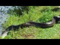 Video Cobra saindo do rio em MT...estrada Sao Jose Rio Claro