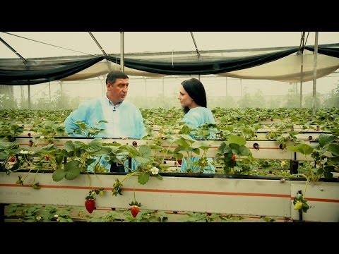 15 მაისს, 12:45 საათზე - \"ფერმა\"