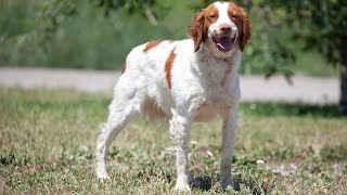 The Brittany Dog A Versatile Companion for Farmers and Livestock