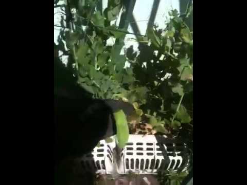 Video: Pea 'Sr. Big’ Info: Aprenda a cultivar Mr. Big Peas en el jardín