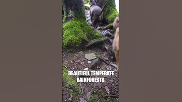 Nanaimo Rainforests on Vancouver Island