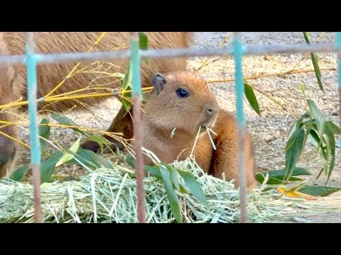 More Capybaras Than Before! And a Newborn Baby 💛[Fukuoka