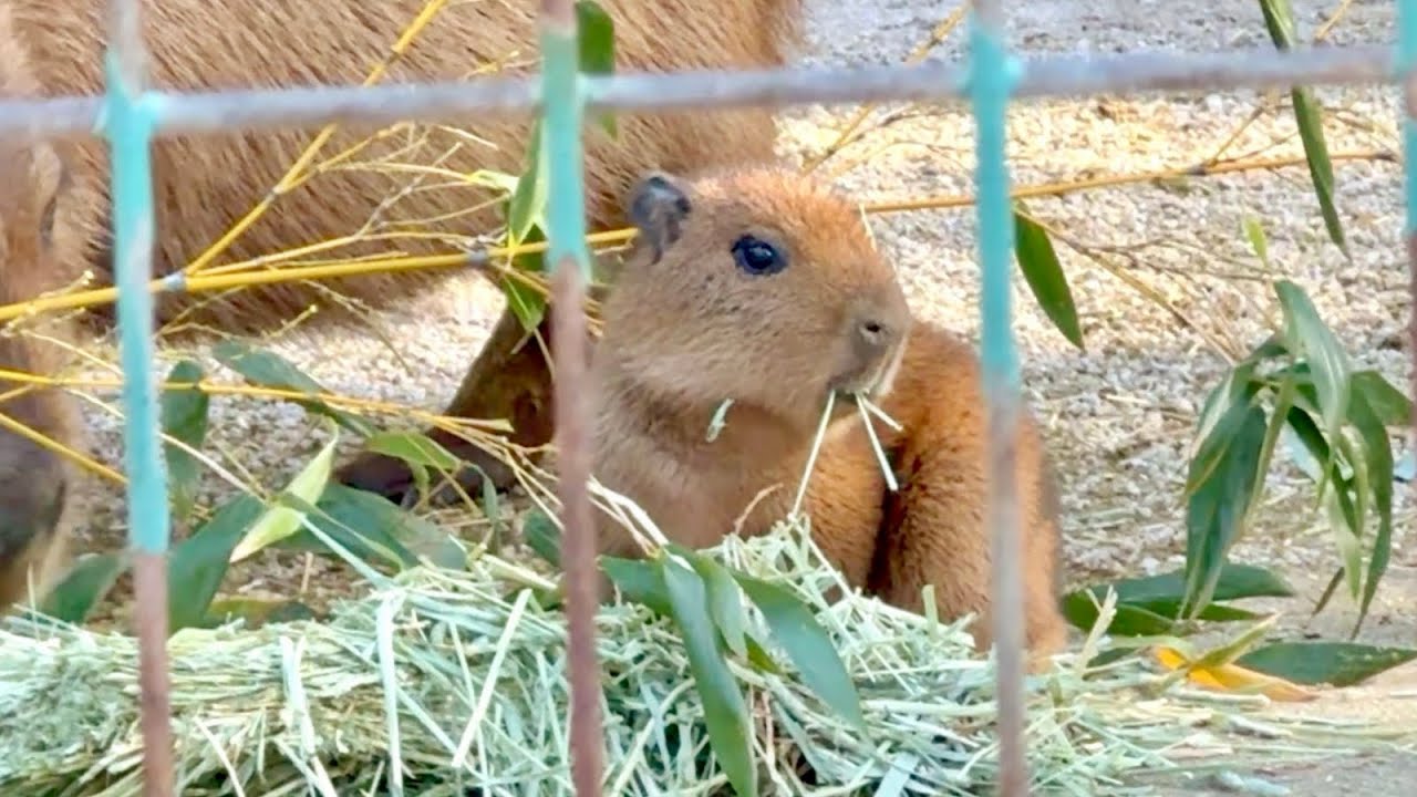 More Capybaras Than Before! And a Newborn Baby 💛[Fukuoka