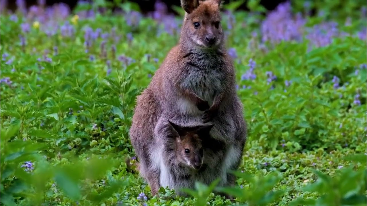 Wallabies: The Mini Kangaroos of Australia! | Fascinating Wallaby Facts