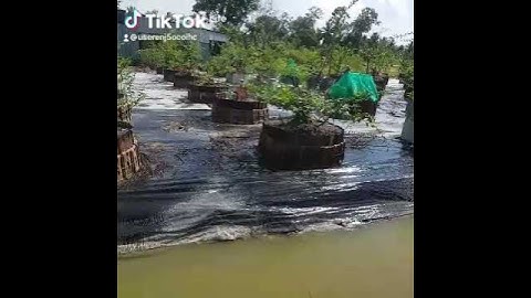 Tưới Tự Động Cho Vườn Mai Vàng Tưới Cây Nhàn Hơn Bao Giờ Hết