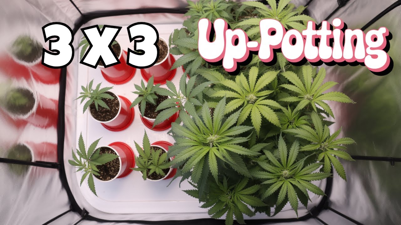 🌱 3x3 Tent Transplant Day! Bodhi, Umami & More Get New Homes