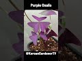 92일동안 사랑초 번식성공ㅣBreeding Purple Oxalis in 92 Days #garden