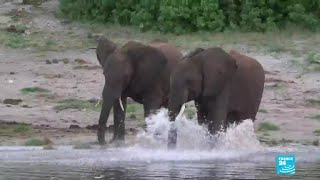 Botswana lifts ban on elephant hunting, sparking outrage