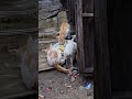 আমরাই পারি ওদের জন্য পৃথিবীটা সুন্দর করতে।#ChangeTheWorld #LoveAnimals #Impact 🐕 💖🥹🙏😻🌸