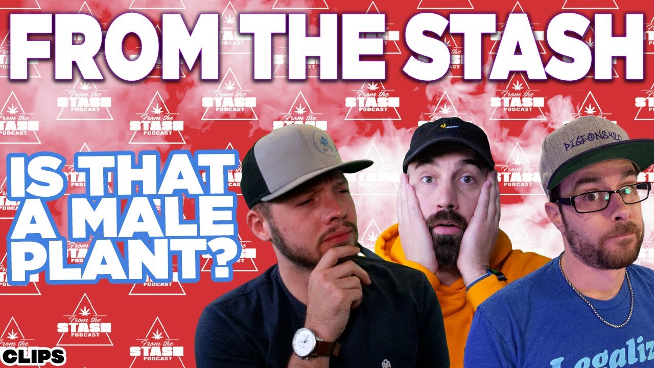 How to Tell if a Plant is Female - FTS Clips