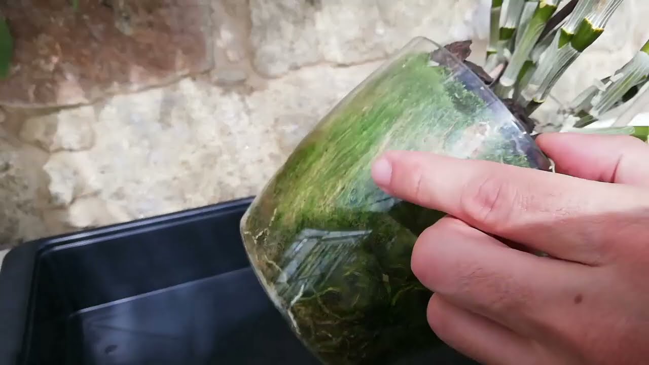 Trasplante de Orquídea Dendrobium - Paso a paso -