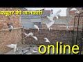 Kabutar Ki Jankari Online