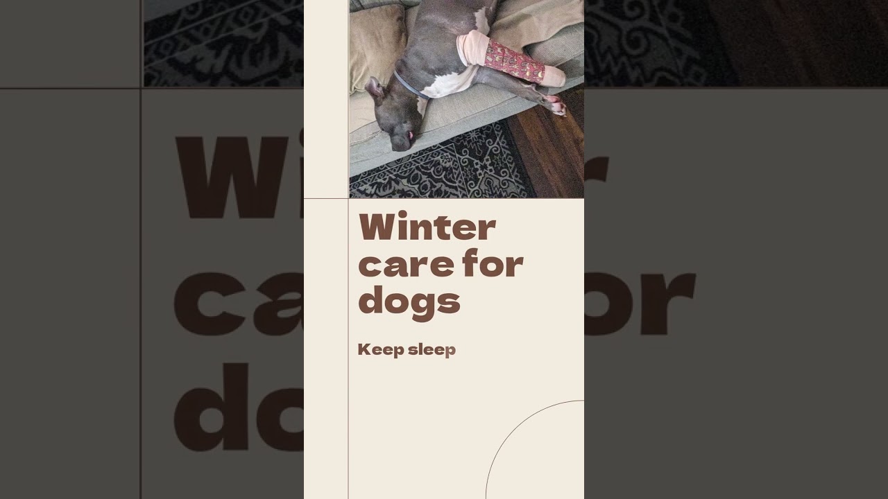 Winter care for dogs