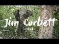 SAFARI IN INDIA: nel Jim Corbett National Park! 🐘