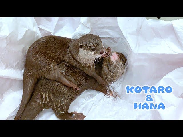 カワウソコタローとハナ　仲良くお風呂でレスリング！プール破壊しないでね　Otter Kotaro&Hana Wrestling in the Pool