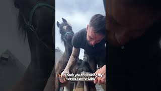 Horses Enjoy The Farrier horse animals tiktok foryou love