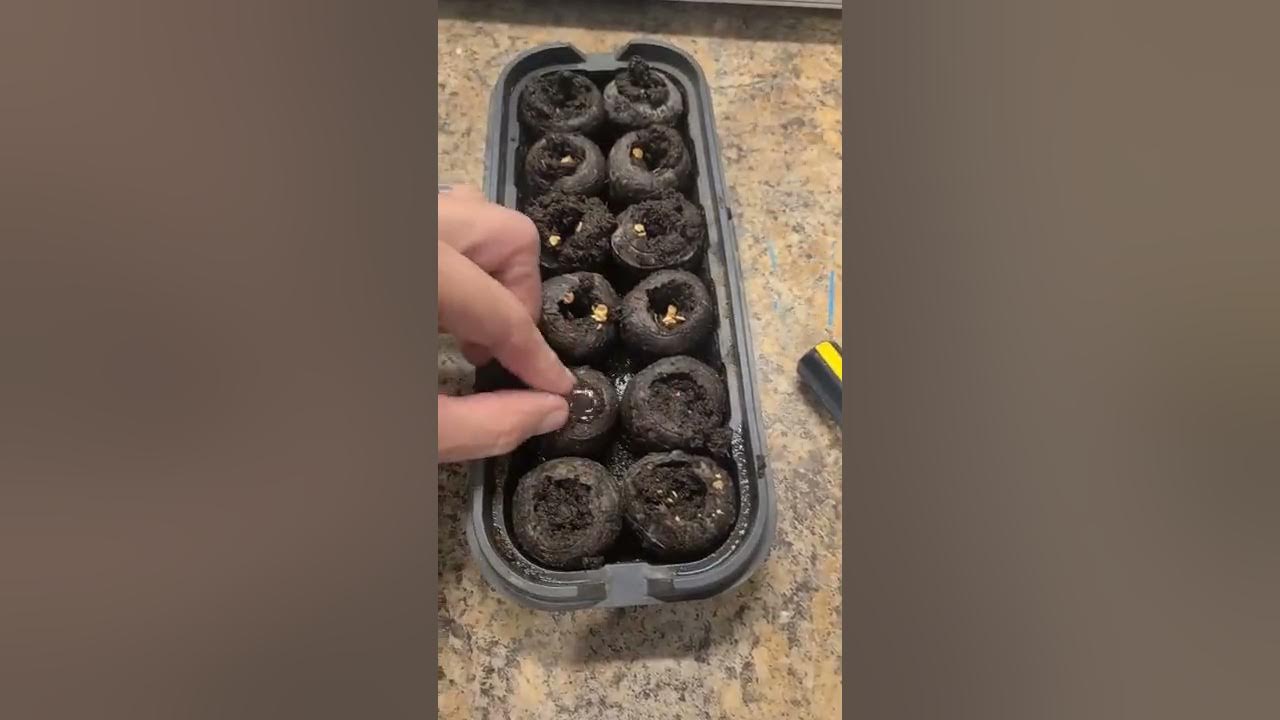 Growing Redwood Trees from Seed YouTube