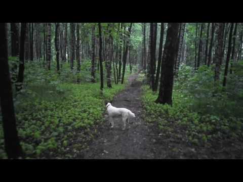 Nikon KeyMission 80 - вечерние сумерки в лесу