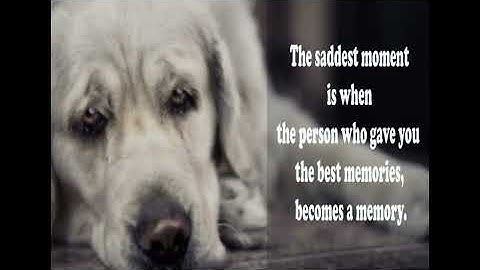 The only thing they want from You  is  *LOVE* and  Respect for each other #dogs  #viralvideo