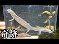 【サンショウウオ】渓流で紫色の輝きを発見しました。