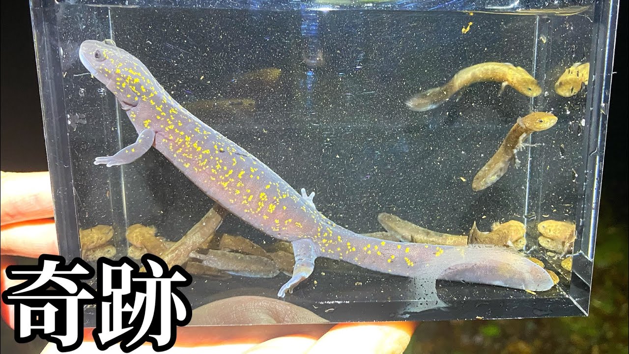 【サンショウウオ】渓流で紫色の輝きを発見しました。