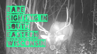 Rare Bull Elk Sighting in South Eastern Wisconsin