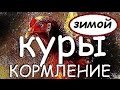 КОРМЛЕНИЕ КУР НЕСУШЕК ЗИМОЙ. Чем кормить чтобы неслись на своём участке