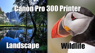 Canon Pro 300 Printer - printing and paper choice for Landscape and Wildlife prints screenshot 5